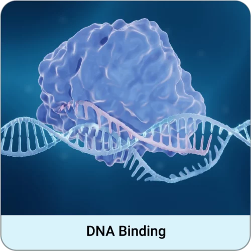 img-dna-binding