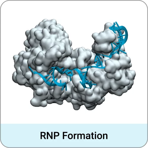 img-rnp-formation